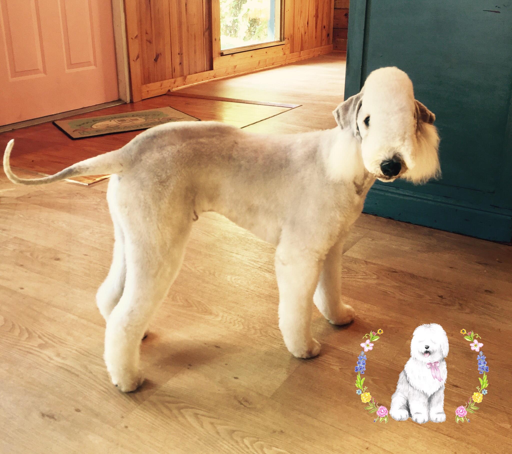 The Shaggy Dog Parlor In Spring TX | Vagaro